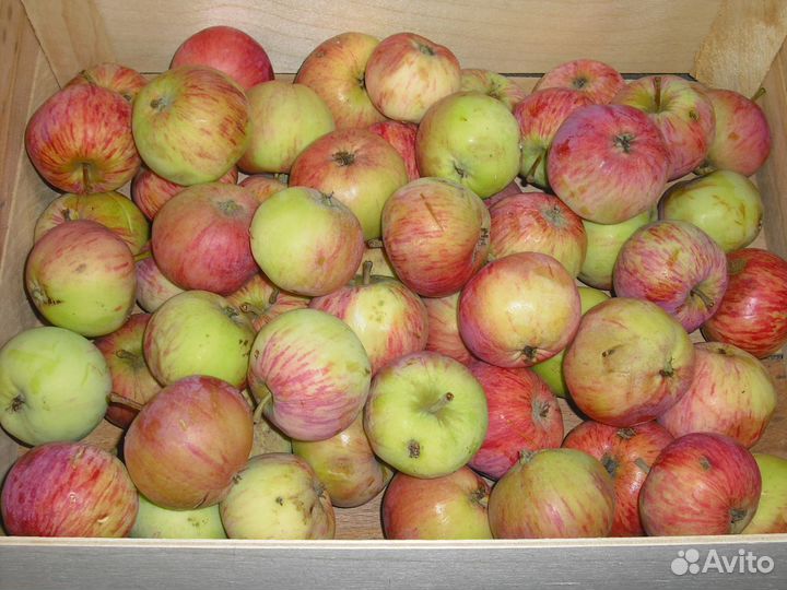 Малина свежая