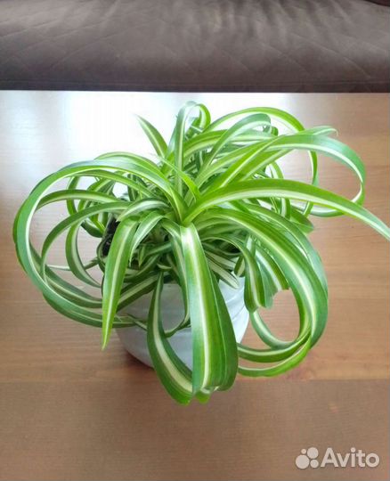 Хлорофитум кудрявый 