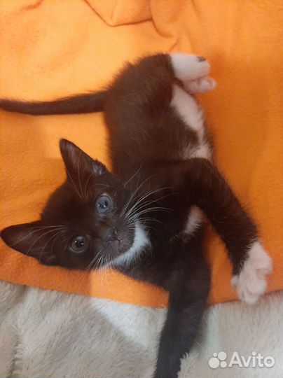 Котята Сфинксы Браши