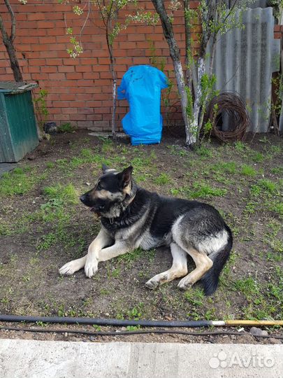 Вязка собак