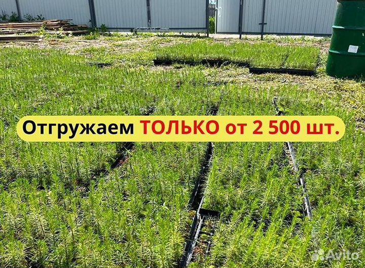 Саженцы ели европейской зкс