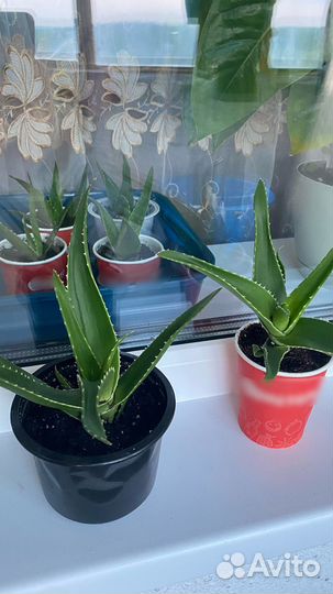 Цветок алоэ