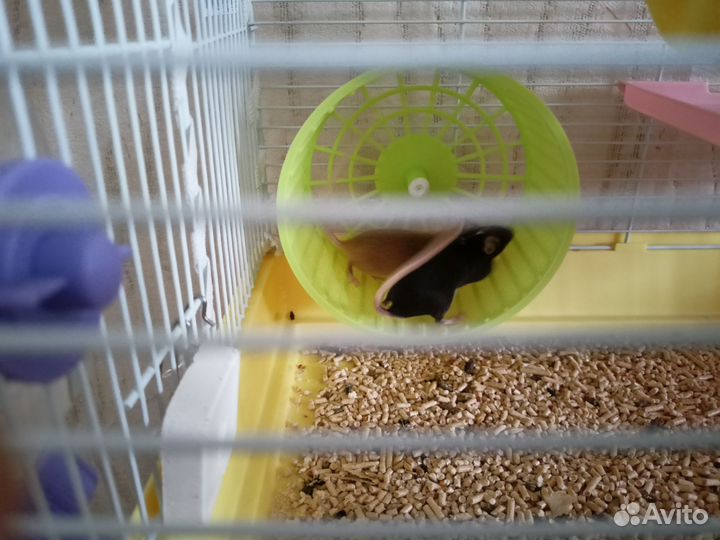 Декоративные мышки