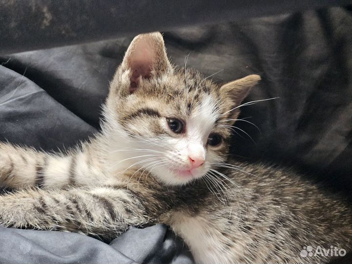 Кошечки 3 мес