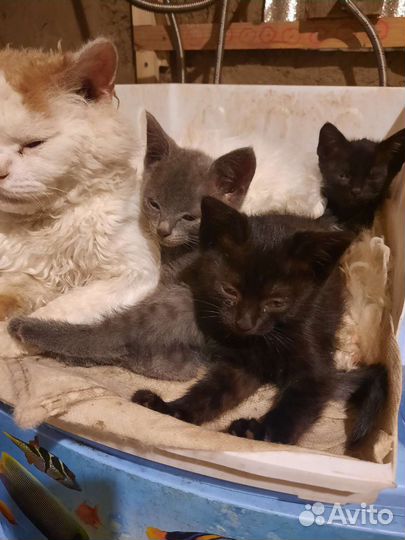 Котята в добрые руки