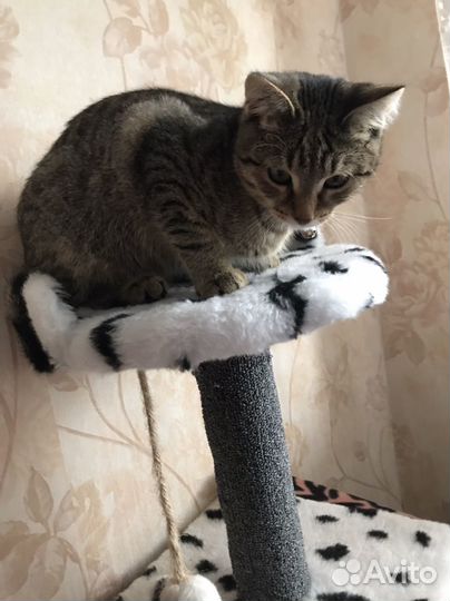 Котенок бенгалский метиз
