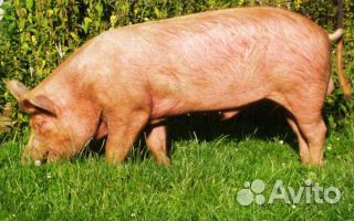 Живые свиньи на мясо, домашние
