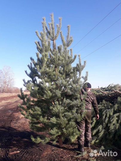 Новогодние ёлки (сосны)