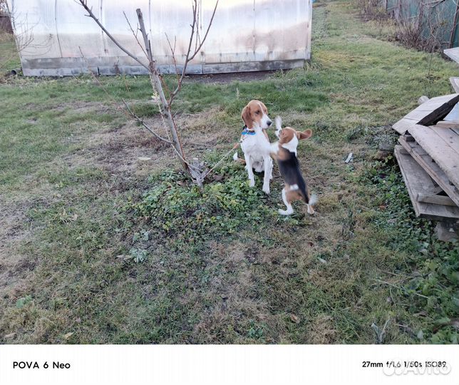 Выжлец эстонской гончей