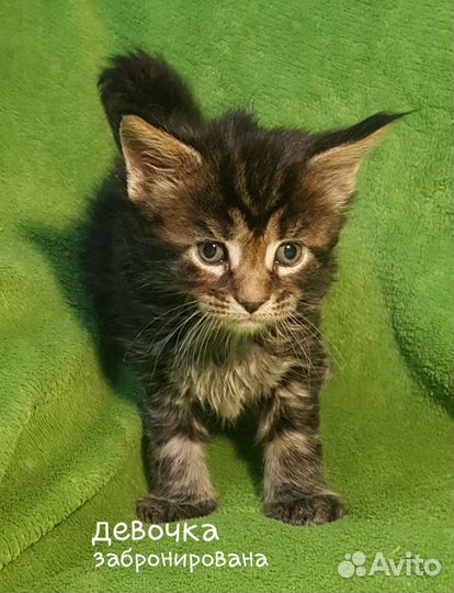 Котята мейн-кун