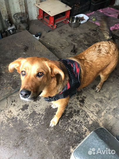 Собака в добрые руки