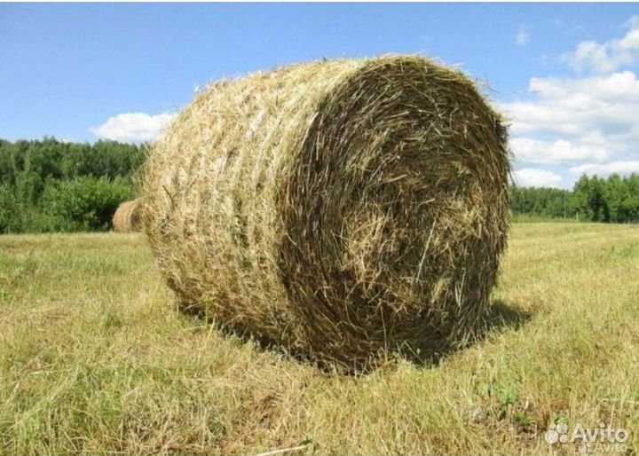 Сено в рулонах 350 кг с доставкой