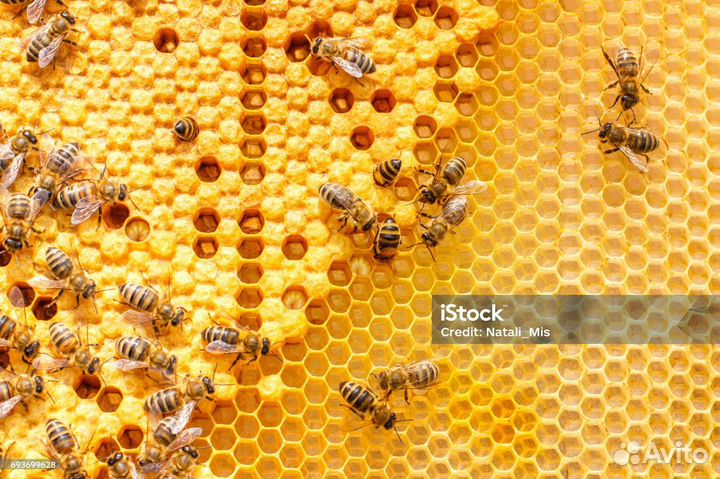Пчелы и улья