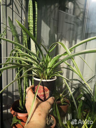 Хлорофитум