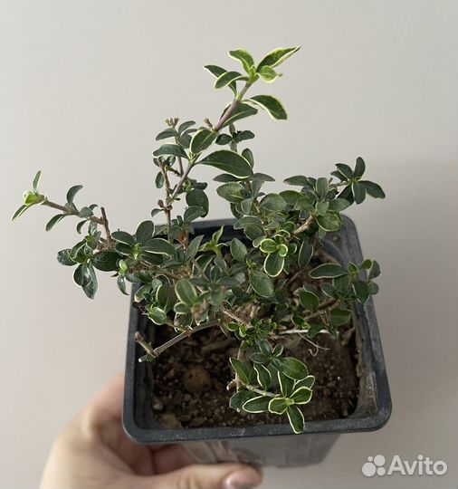 Серисса вариегатная японская