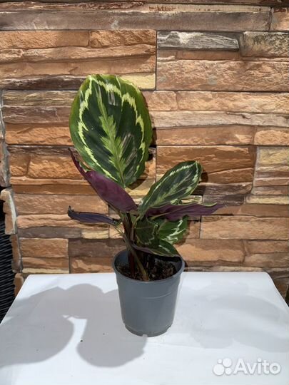 Калатея Джем