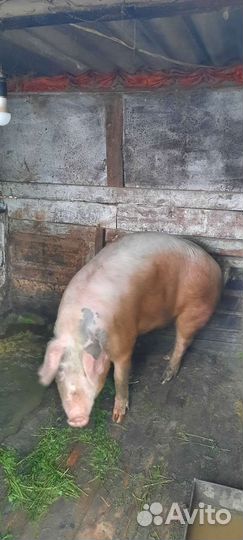 Свиньи живым весом