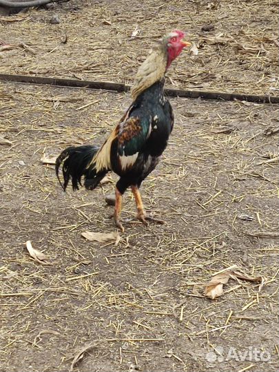 Бойцовые петухи