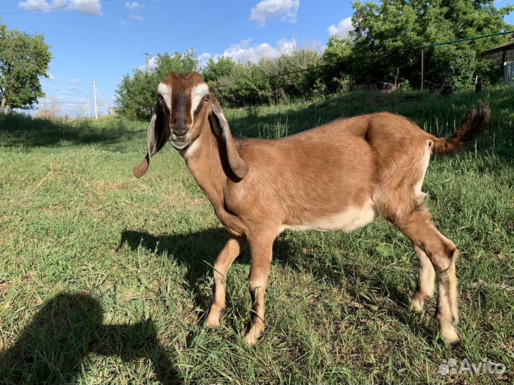 Англо нубийский козлик