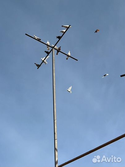 Продам голубей