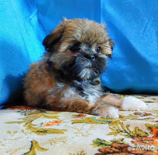 Мальши — щеночки-терапевты