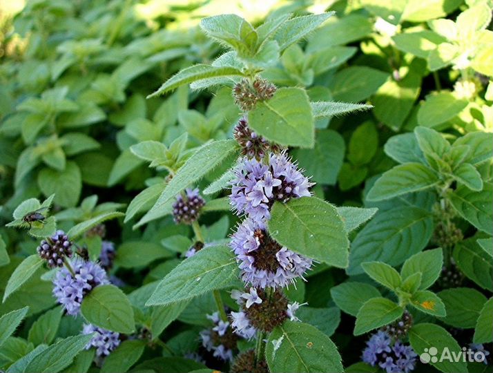 Мята перечная