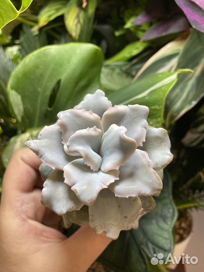 Эхеверия криспат бьюти