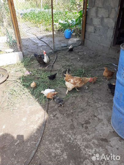 Утки,куры, петухи