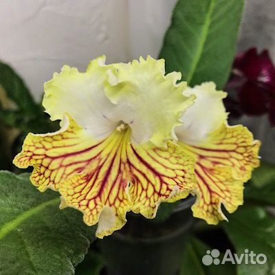 Стрептокарпусы, фиалки