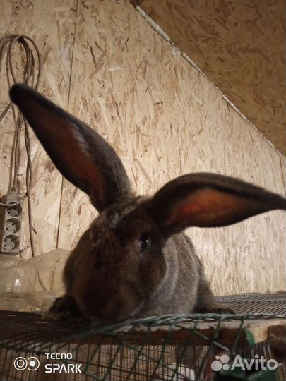 Кролики великаны