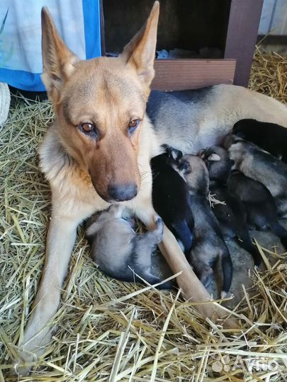 Щенки немецкой овчарки и хаски помесь
