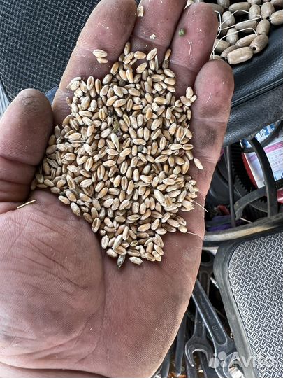 Ячмень яровой