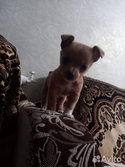 Щенок чихуахуа