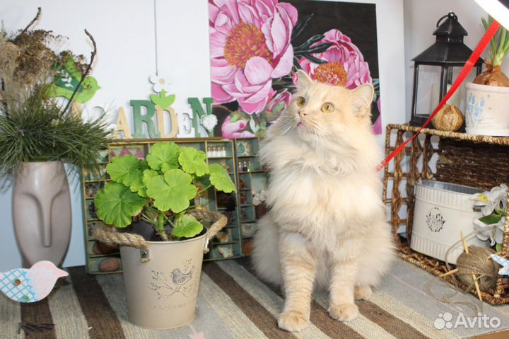 Кот в добрые руки