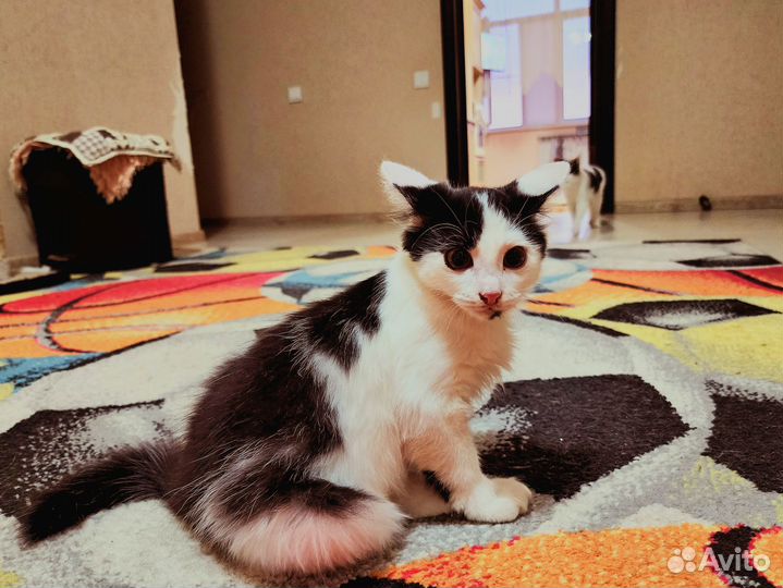 Отдам в добрые руки