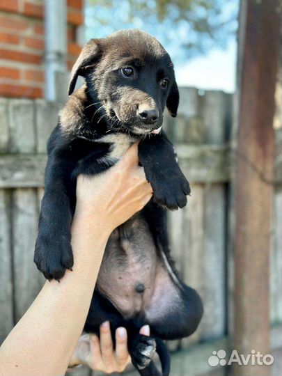 Отдам в добрые руки