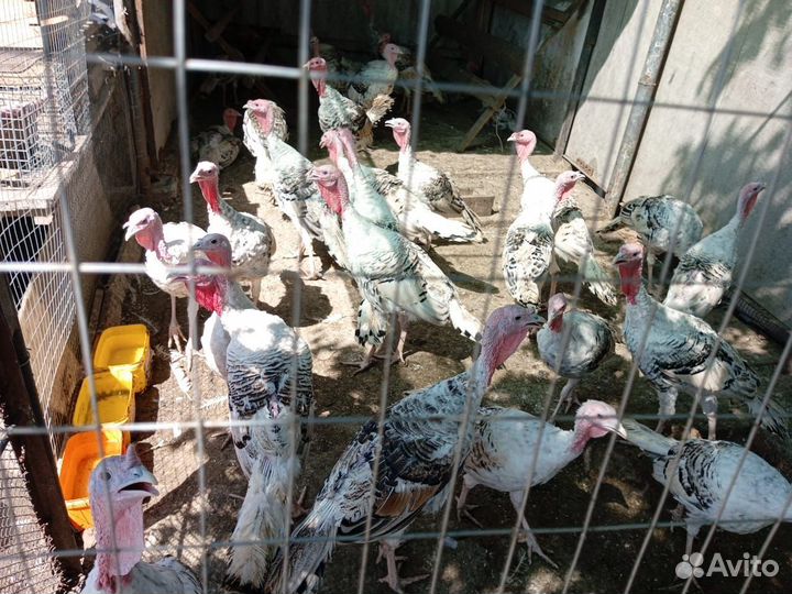 Индюки