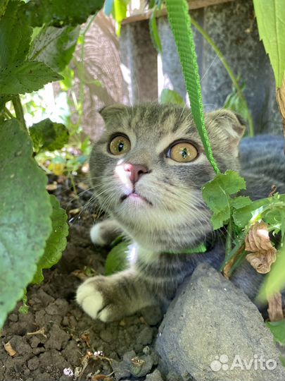 Шотландский вислоухий кот бесплатно