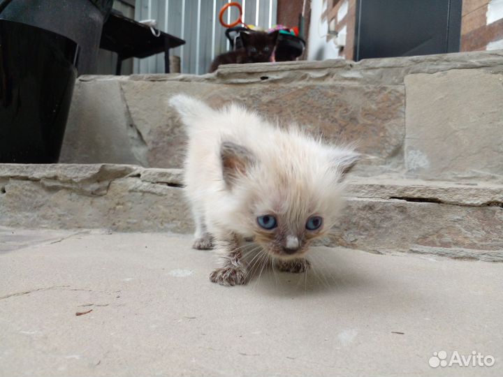 Котята.Отец Невская маскарадная,мать обычная