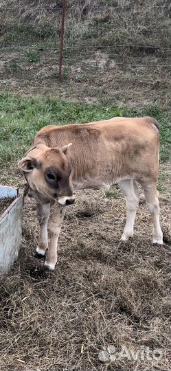 Бычки и телята швицы