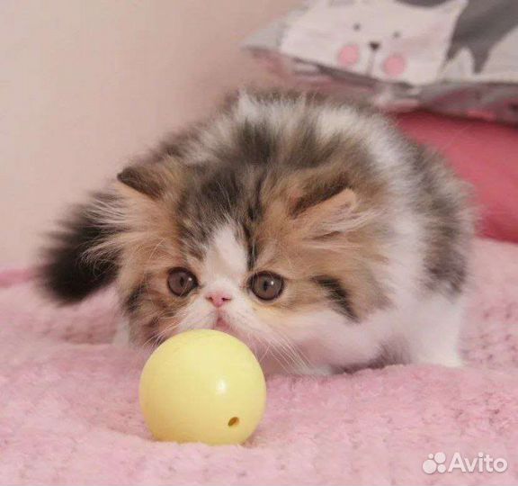 Персидские котята