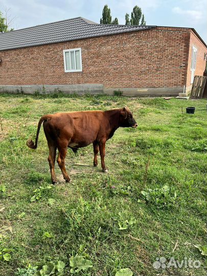 Бычки и быки