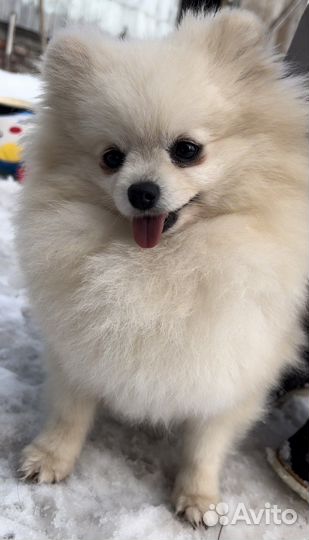 Померанский шпиц медвежьего типа взрослые