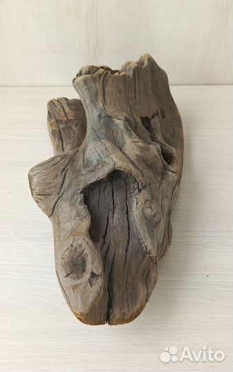 Коряга дуб