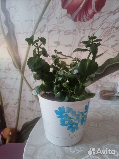 Комнатные цаеты