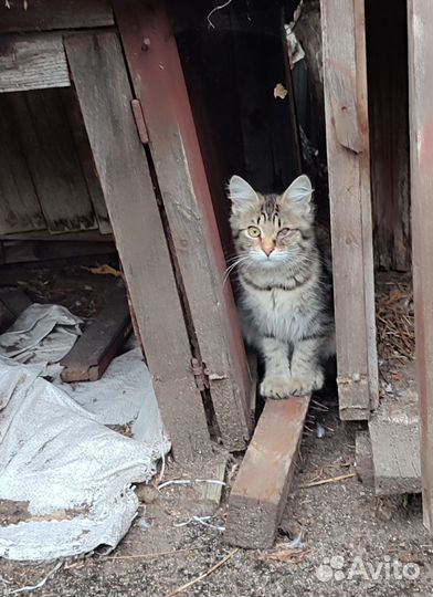 Котенок выживает без глаза в горе мусора