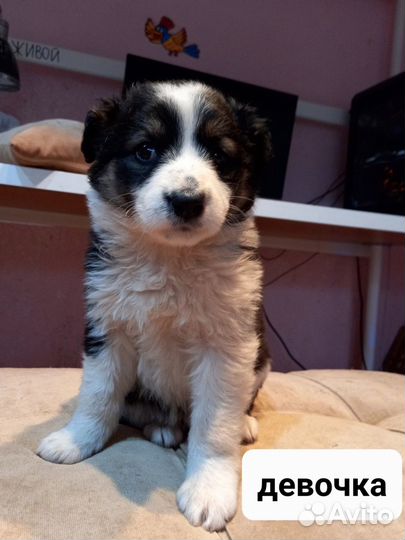 Щенки девочки в добрые руки