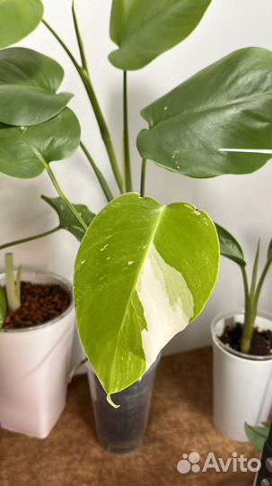 Монстера alba делициоза