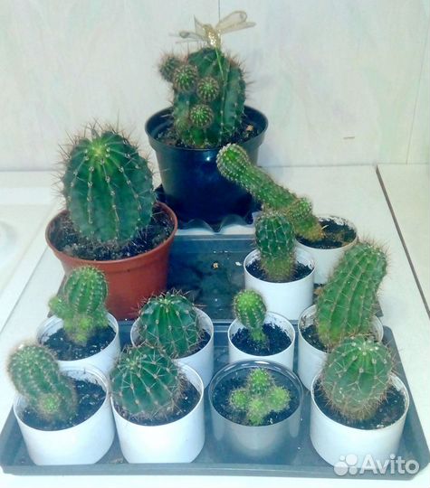 Портулаковая афра (денежное дерево), Кактусы