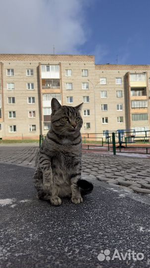 Котик ищет добрых мам и пап
